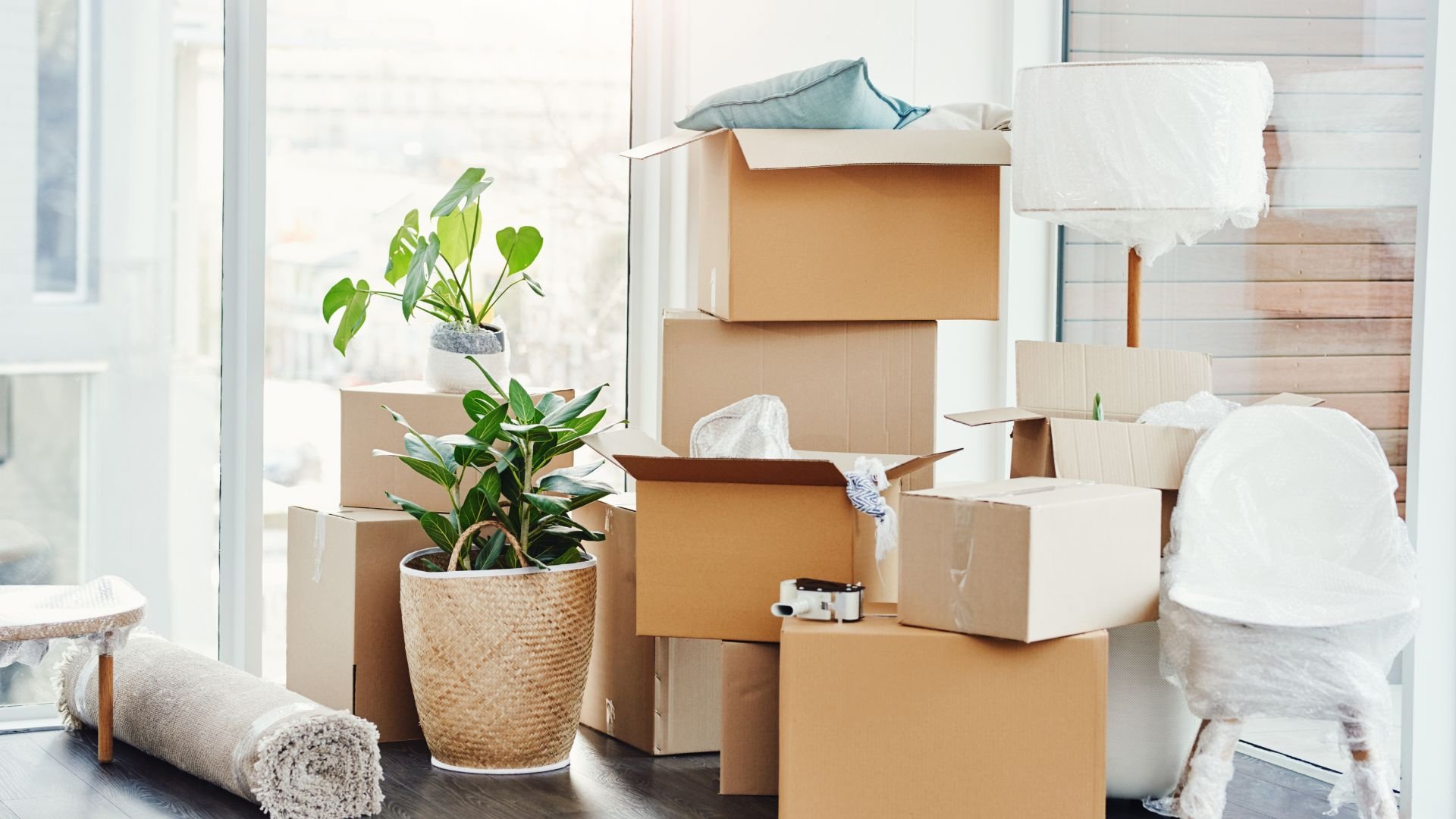 Moving boxes, plants, and packing materials in a bright, sunny room